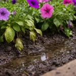 how to fix poor drainage around with wet soil around the base