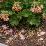 how to fix poor flowering in with dropped blossoms around the stems