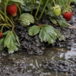 how to fix soggy soil around with wet soil around the base