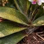 how to fix spider mites on with pest damage visible on leaves