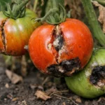 how to fix split fruit with damaged fruit visible on the plant