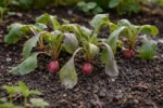 how to fix stunted growth in wilting visibly in real garden soil