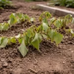 how to fix stunted growth in wilting visibly in real garden soil