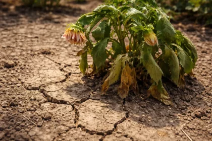 how to fix wilting dahlias with cracked dry soil around the plant