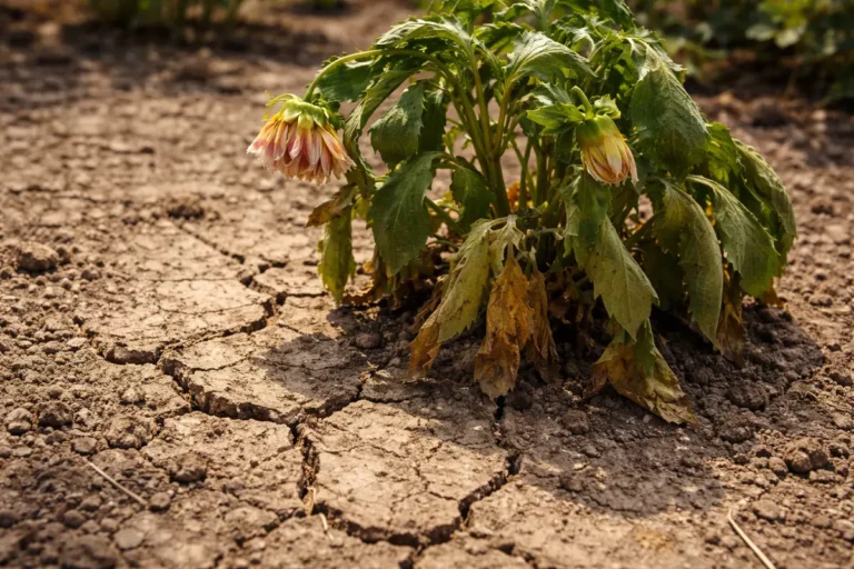 how to fix wilting dahlias with cracked dry soil around the plant