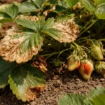 how to fix wilting strawberries with scorched leaf edges in harsh sun