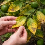 how to fix yellowing leaves on with damaged foliage in outdoor soil