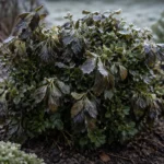 how to fix yellowing leaves on with cold-damaged leaves in the garden