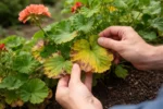 how to fix yellowing leaves on with damaged foliage in outdoor soil