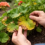how to fix yellowing leaves on with damaged foliage in outdoor soil