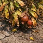how to fix yellowing leaves showing stress from sun and dry soil