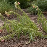 how to manage leggy growth in wilting visibly in real garden soil