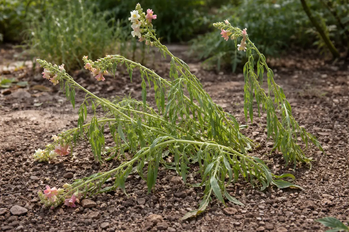 how to manage leggy growth in wilting visibly in real garden soil