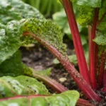 how to prevent aphids on chard with pest damage visible on leaves