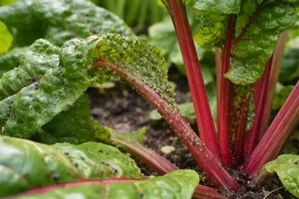 how to prevent aphids on chard with pest damage visible on leaves