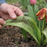 how to prevent aphids on tulips with damaged foliage in outdoor soil