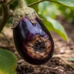 how to prevent blossom end with damaged fruit visible on the plant