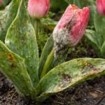 how to prevent fungal disease on with fungal patches visible on foliage