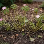 how to prevent leggy growth in wilting visibly in real garden soil