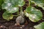 how to prevent mold on melon with fungal patches visible on foliage