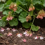 how to prevent poor flowering in with dropped blossoms around the stems
