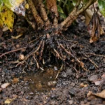how to prevent root rot in with unhealthy roots showing in soil