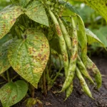 how to prevent rust on green with fungal patches visible on foliage