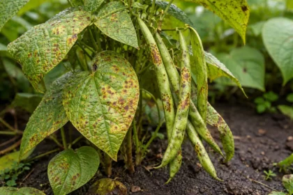 how to prevent rust on green with fungal patches visible on foliage