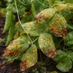 how to prevent rust on peas with fungal patches visible on foliage
