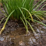 how to prevent stunted growth in with wet soil around the base