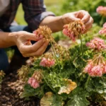 how to prevent wilting on geraniums with damaged foliage in outdoor soil