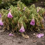 how to revive wilting petunias after wilting visibly in real garden soil