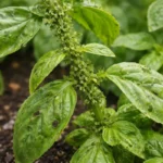 how to stop aphid infestations on with pest damage visible on leaves