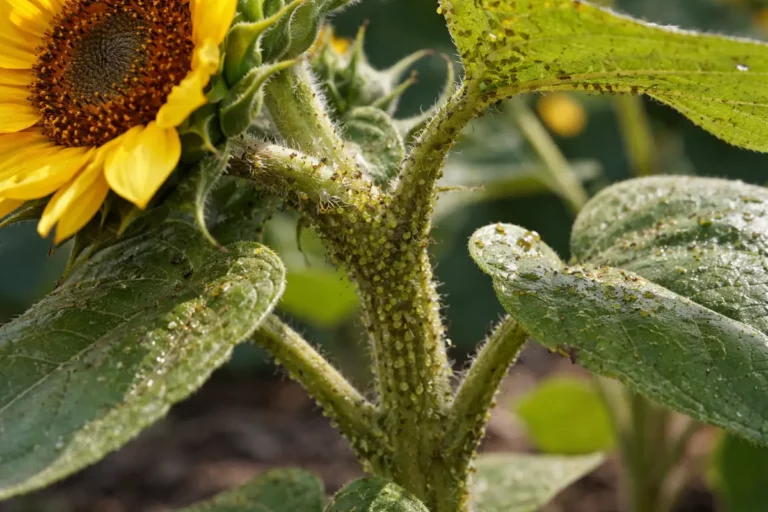 how to stop aphid infestations on with pest damage visible on leaves