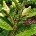 how to stop aphids on my with pest damage visible on leaves