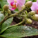 how to stop aphids on orchids with pest damage visible on leaves