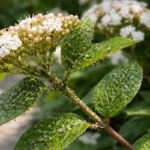 how to stop aphids on viburnum with pest damage visible on leaves