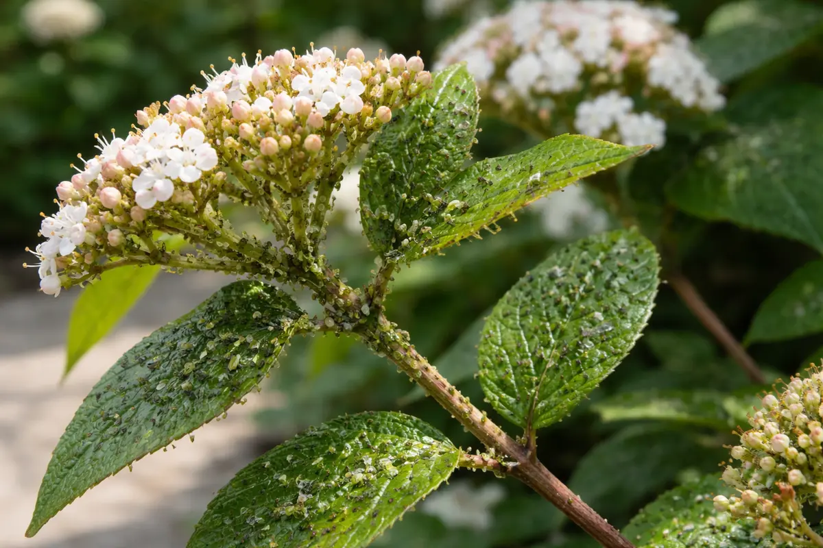 how to stop aphids on viburnum with pest damage visible on leaves