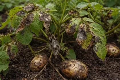 how to stop blight on potatoes with fungal patches visible on foliage