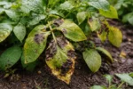 how to stop blight on potatoes with fungal patches visible on foliage