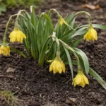 how to stop drooping daffodils after with weak seedlings in garden soil