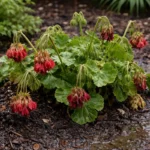 how to stop drooping geraniums after wilting visibly in real garden soil