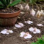 how to stop flowers dropping from with dropped blossoms around the stems