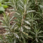 how to stop fungal spots on with fungal patches visible on foliage