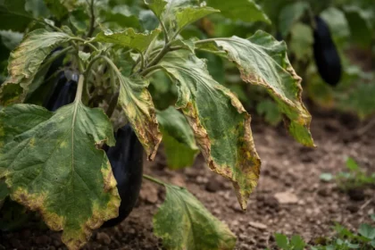 how to stop leaves curling with visible browning or spots on leaves
