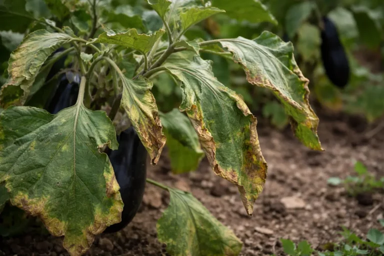 how to stop leaves curling with visible browning or spots on leaves