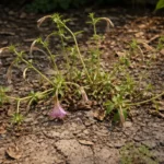how to stop leggy growth showing stress from sun and dry soil