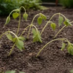 how to stop leggy growth in wilting visibly in real garden soil