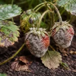 how to stop mold on houseplants with fungal patches visible on foliage