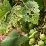 how to stop pest damage on with pest damage visible on leaves